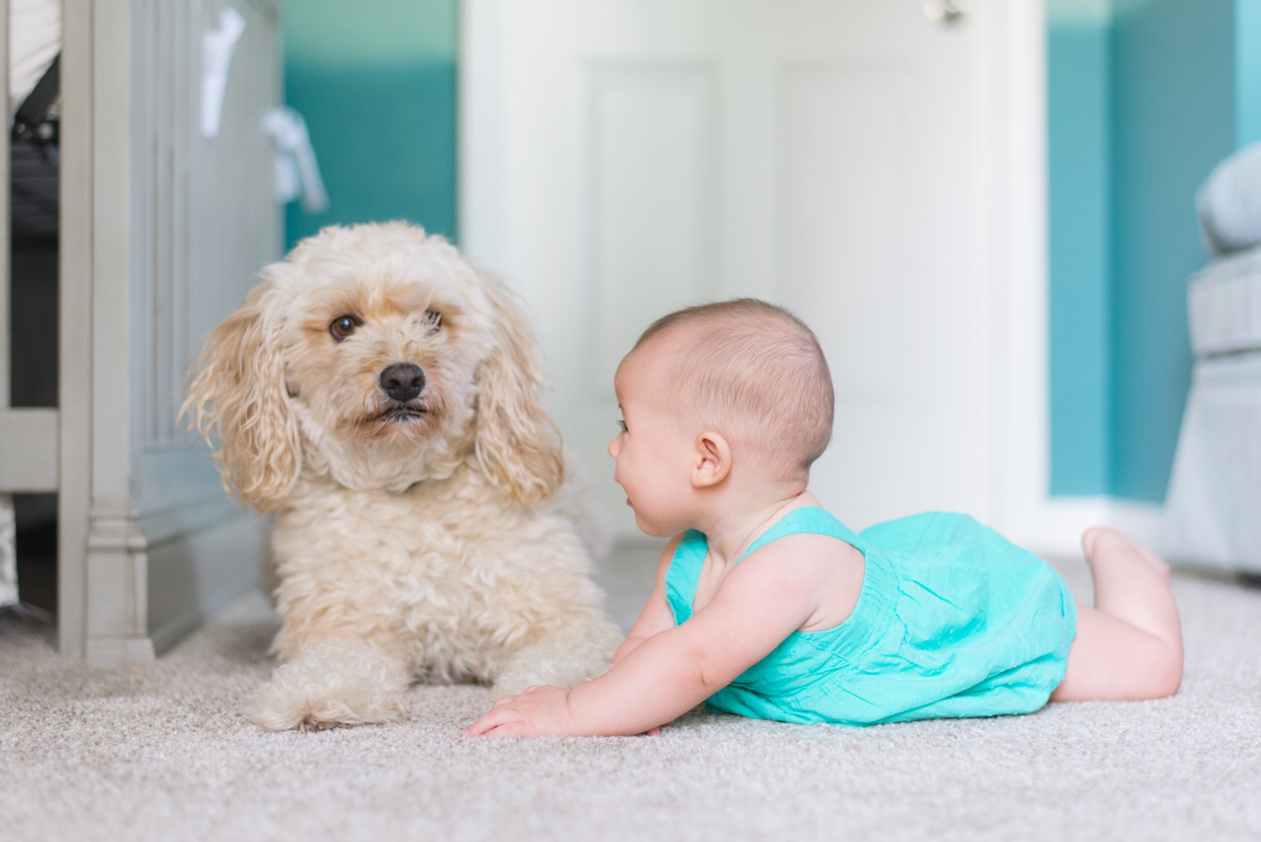 professional carpet cleaners